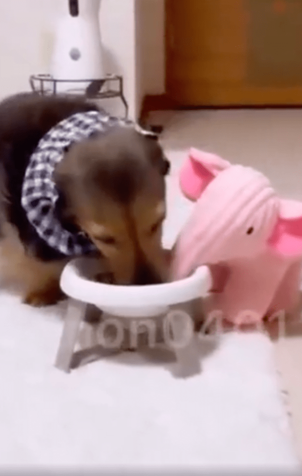 출처 : Reddit / 분홍 코끼리 인형과 같이 밥을 먹는  듯한 닥스훈트