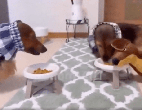 출처 : Reddit / 인형을 매번 데리고 오는 강아지를 이해 못하는 다른 닥스훈트