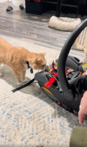 고양이와 신생아의 첫 만남, 긴장감 넘치는 순간