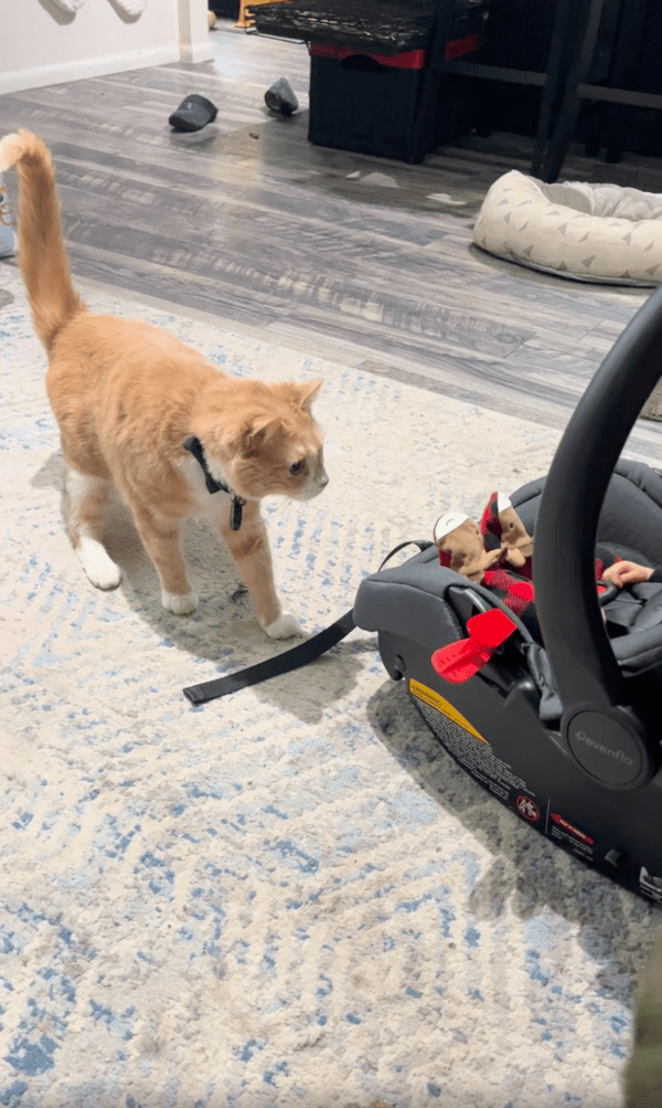 출처 : Reddit / 점점 뒤로 조심히 물러나는 고양이