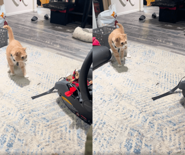 출처 : Reddit / 점점 멀어지면서도 시선을 떼지 않는 고양이