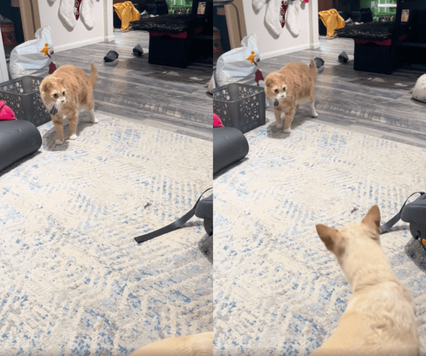 출처 : Reddit / 고양이의 반응을 보고 이상한 듯 쳐다보는 강아지