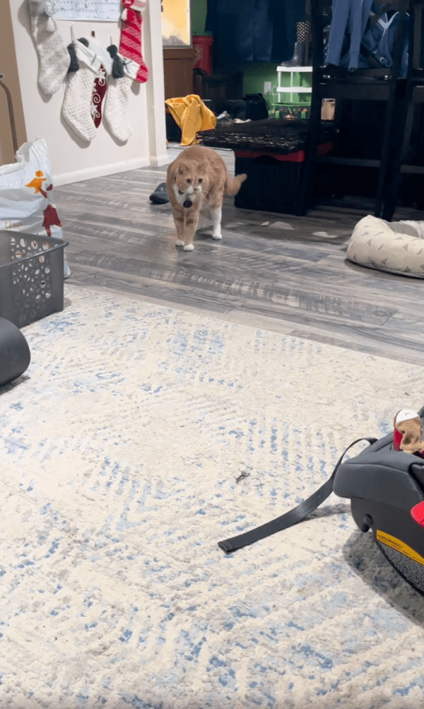 출처 : Reddit / 많이 멀어졌는데도 계속 신생아에 대한 궁금증을 놓지 않는 고양이