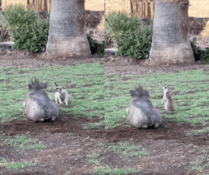 자연 속의 ‘티몬과 품바’, 현실로 나타나다