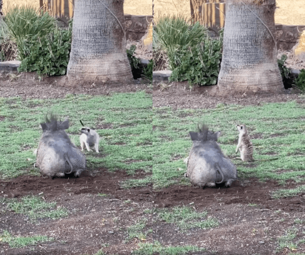 출처 : Reddit / 티몬과 품바로 보이는 미어캣과 혹멧돼지