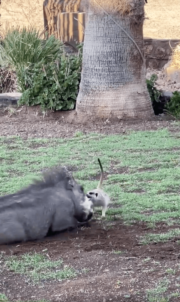 출처 : Reddit / 품바에게 잔소리하는 듯한 티몬