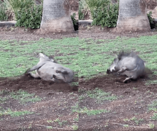 출처 : Reddit / 땅에 시원하게 등을 비비는 혹멧돼지 품바