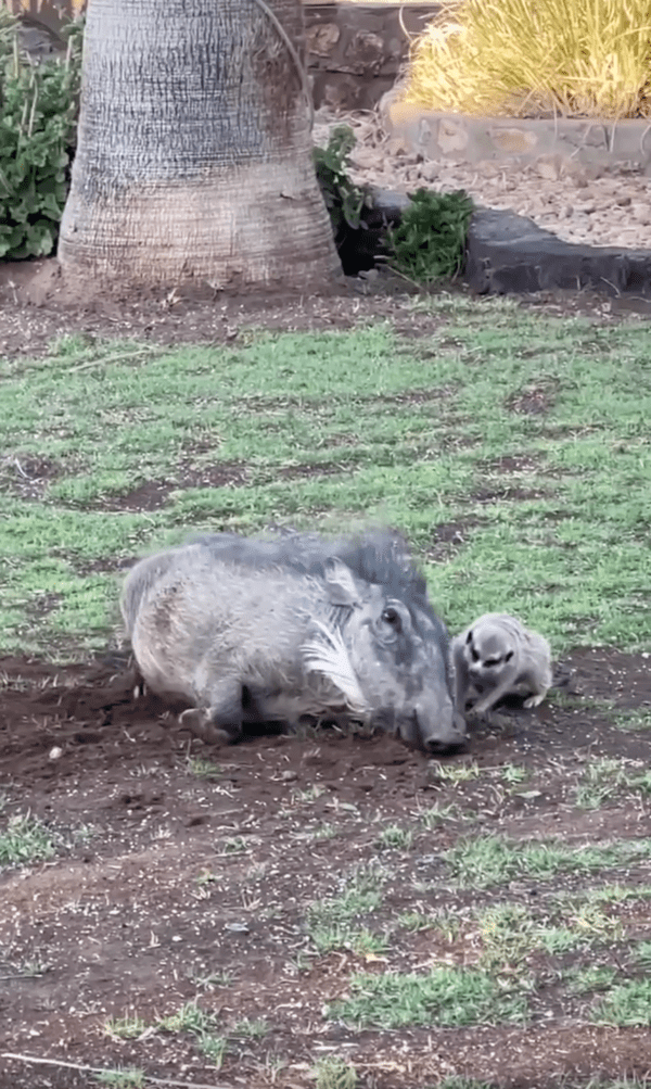 출처 : Reddit / 친하게 지내는 혹멧돼지와 미어캣