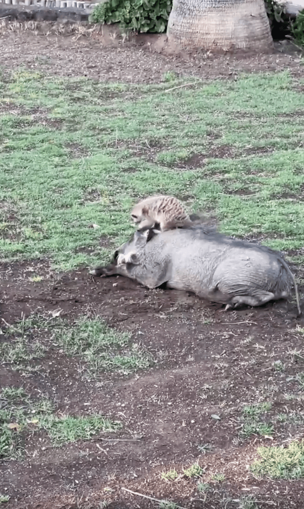 출처 : Reddit / 홋멧돼지 위로 올라가 털을 골라주는 듯한 미어캣