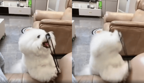 출처 : Reddit / 엄마 고무줄을 가지고 노는 비숑 프리제