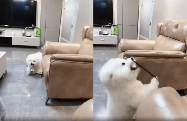 출처 : Reddit / 날아간 방향으로 뛰어가 고무줄을 가지고 온 비숑