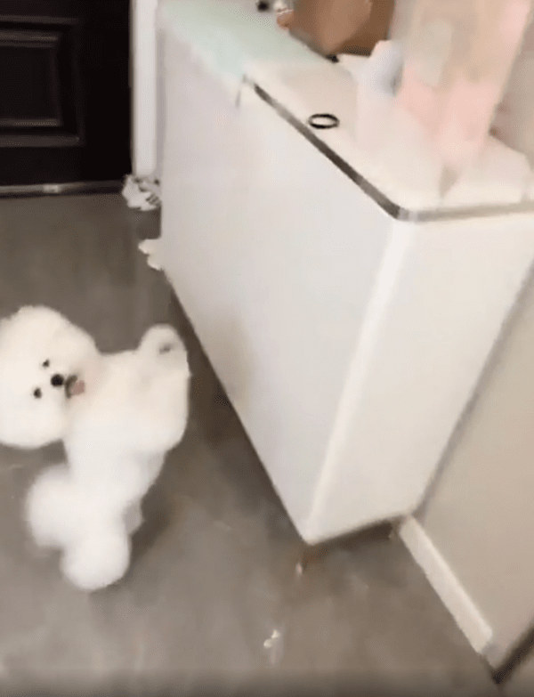 출처 : Reddit / 서랍장 위로 날아간 고무줄을 꺼내달라는 비숑