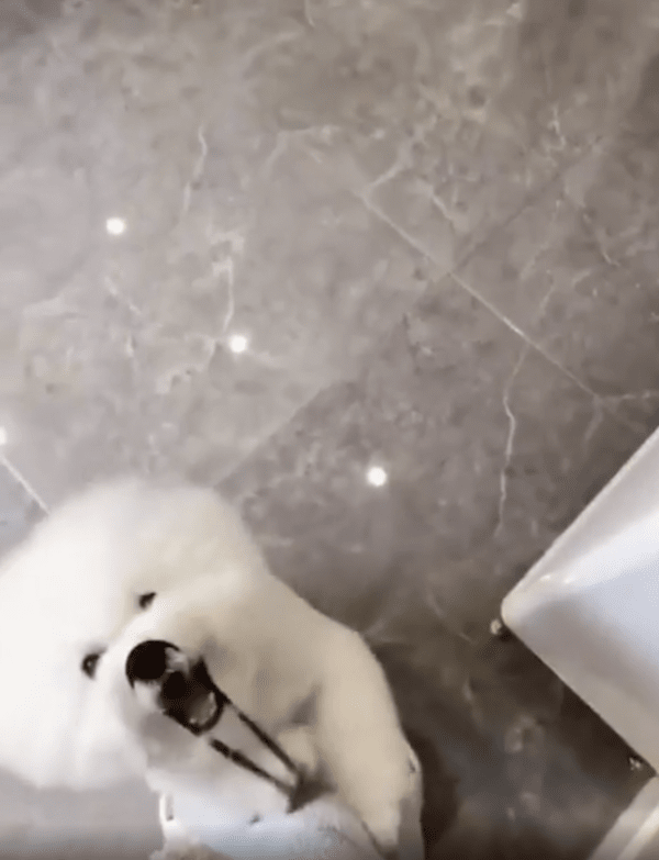 출처 : Reddit / 코에 끼고 앞발로 당기며 재밌어하는 듯한 비숑