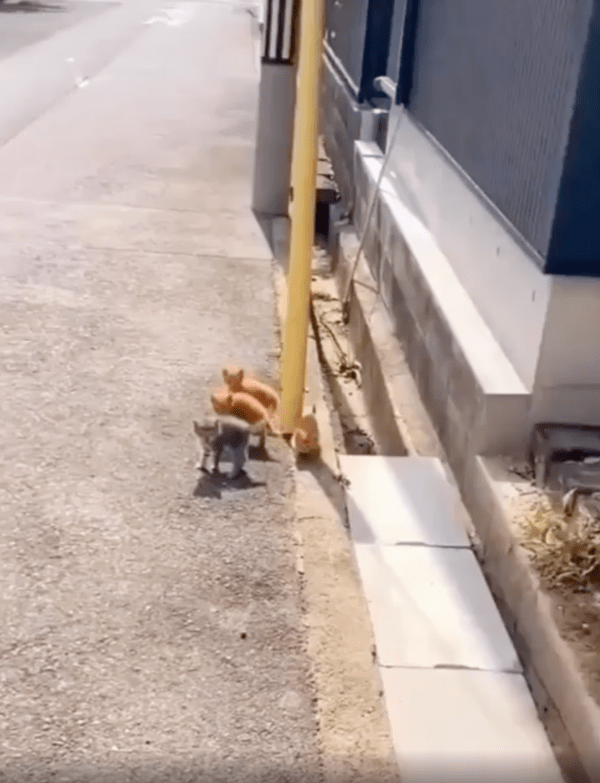 출처 :  Reddit / 길에 나란히 서 있는 아기 고양이들