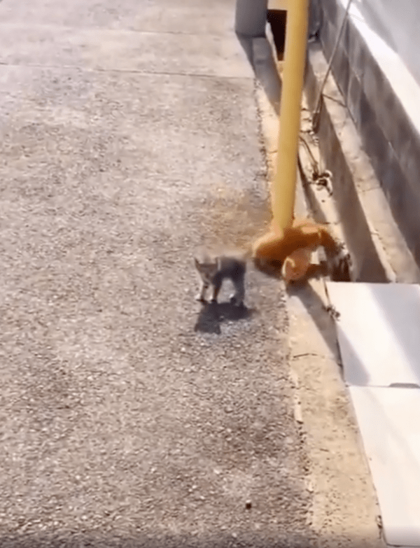 출처 :  Reddit / 앞에 있던 고양이가 경계를 서자 먼저 도망가는 다른 고양이들