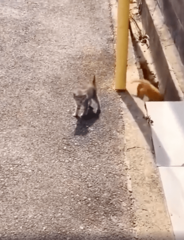 출처 :  Reddit / 사람이 다가오자 연신 울어대는 고양이