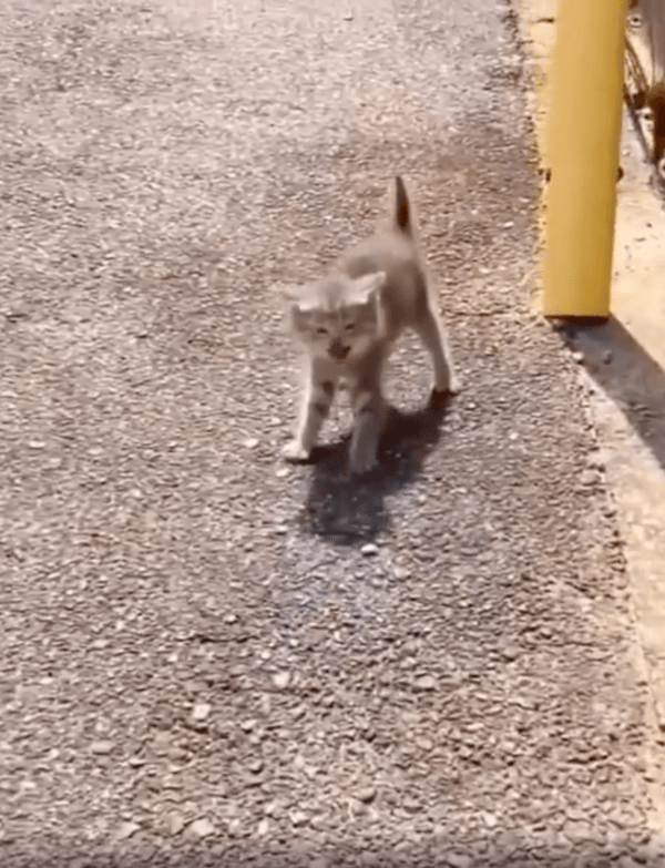 출처 :  Reddit / 사람이 다가올 때 물러나지 않고 나서는 아기 고양이