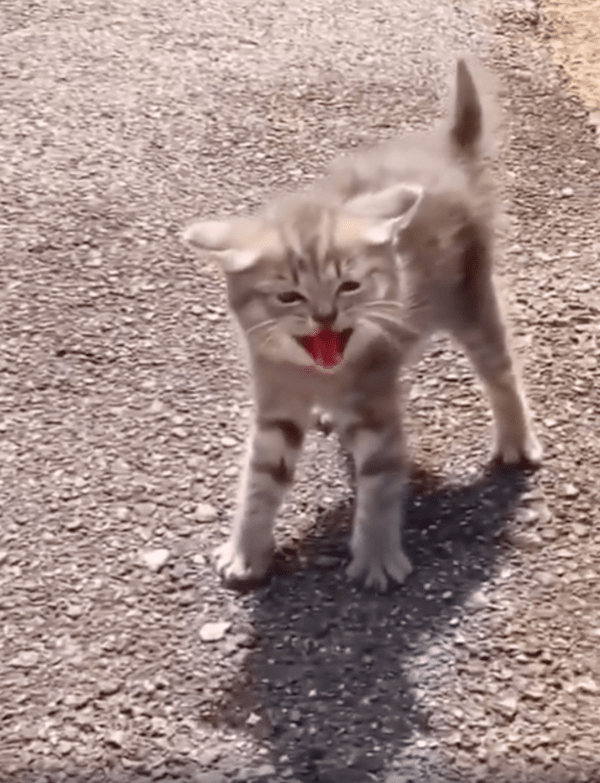 출처 :  Reddit / 사람이 다가올 때 물러나지 않고 나서는 아기 고양이