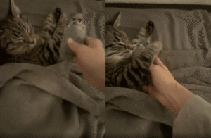 너는 내 애착 인형이야… 쥐 인형을 꼭 껴안고 자는 고양이