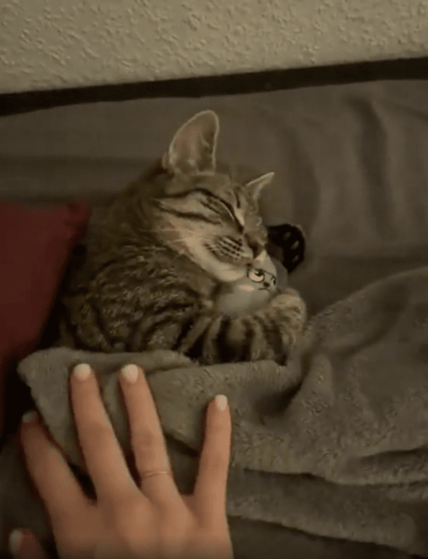 출처 : Reddit / 주인의 보살핌에 너무 행복한 듯 자는 고양이