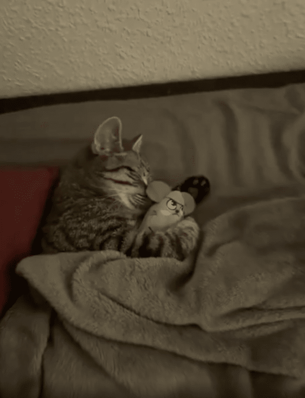 출처 : Reddit / 애착 인형 쥐와 꿀잠 자는 고양이