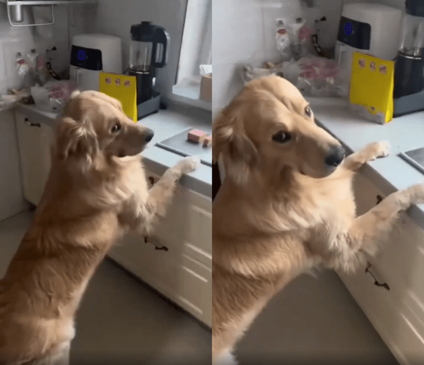 출처 : Reddit / 주방에 어색하게 서 있는 골든 리트리버