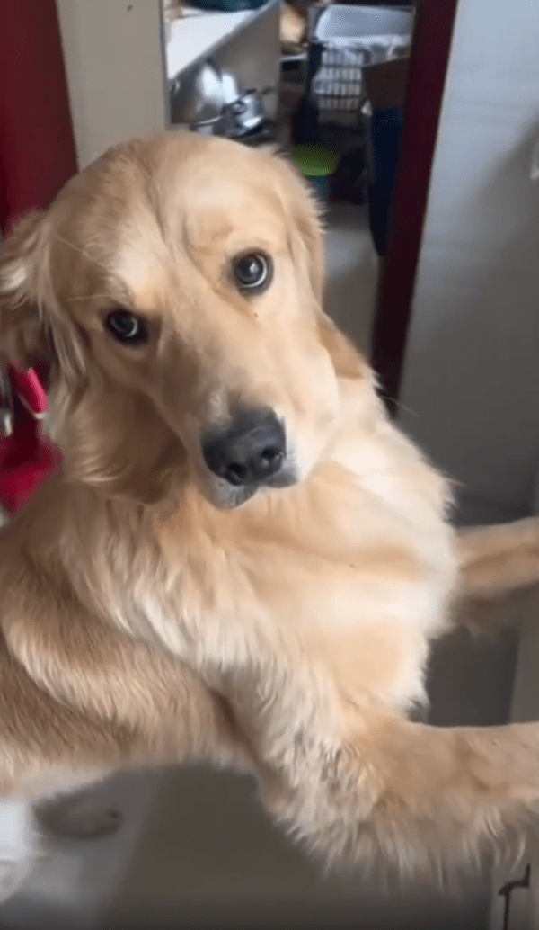 출처 : Reddit / 무언가 숨긴 채 어색하게 주인을 바라보는 골든 리트리버