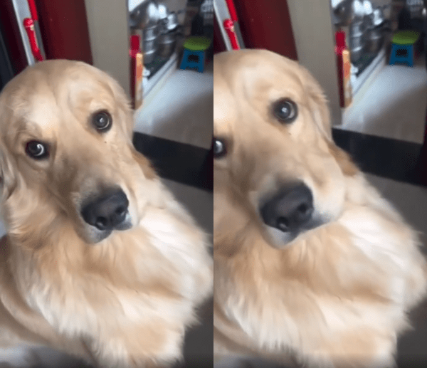 출처 : Reddit / 자기 범죄 현장을 들킬까봐 눈치 보는 골든 리트리버