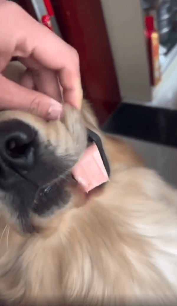 출처 : Reddit / 입 안에 숨긴 스팸을 들킨 리트리버의 범죄