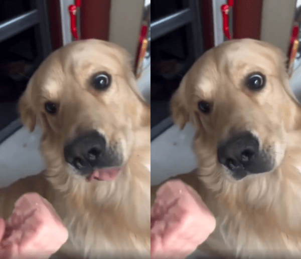 출처 : Reddit / 압 안에서 스팸을 꺼내자 매우 아쉬워하는 리트리버