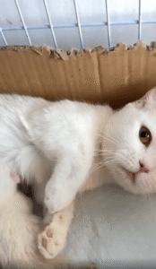 어미 고양이와 새끼 고양이들, 그리고 작은 다툼의 순간