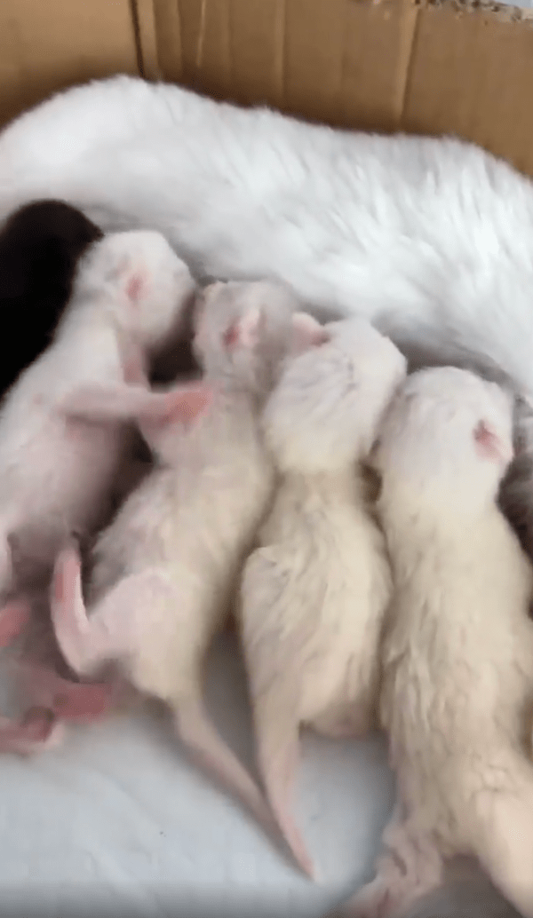 출처 : Reddit / 젖을 먹으려고 싸우는 아기 고양이들