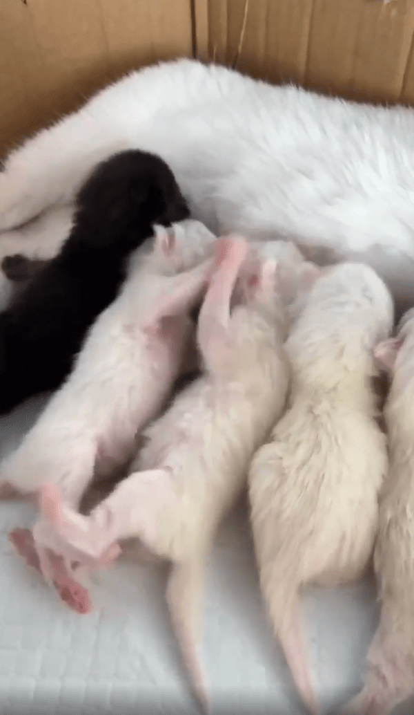 출처 : Reddit / 젖을 먹으려고 싸우는 아기 고양이들