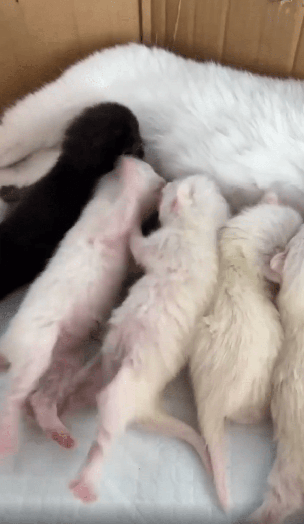 출처 : Reddit / 젖을 먹으려고 싸우는 아기 고양이들