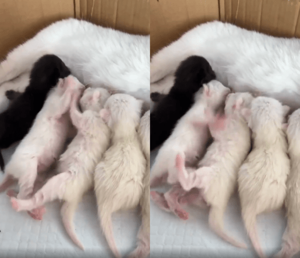 출처 : Reddit / 젖을 먹으려고 싸우는 아기 고양이들