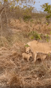 사랑스러운 유대감, 엄마 사자와 아기 사자들의 따뜻한 순간