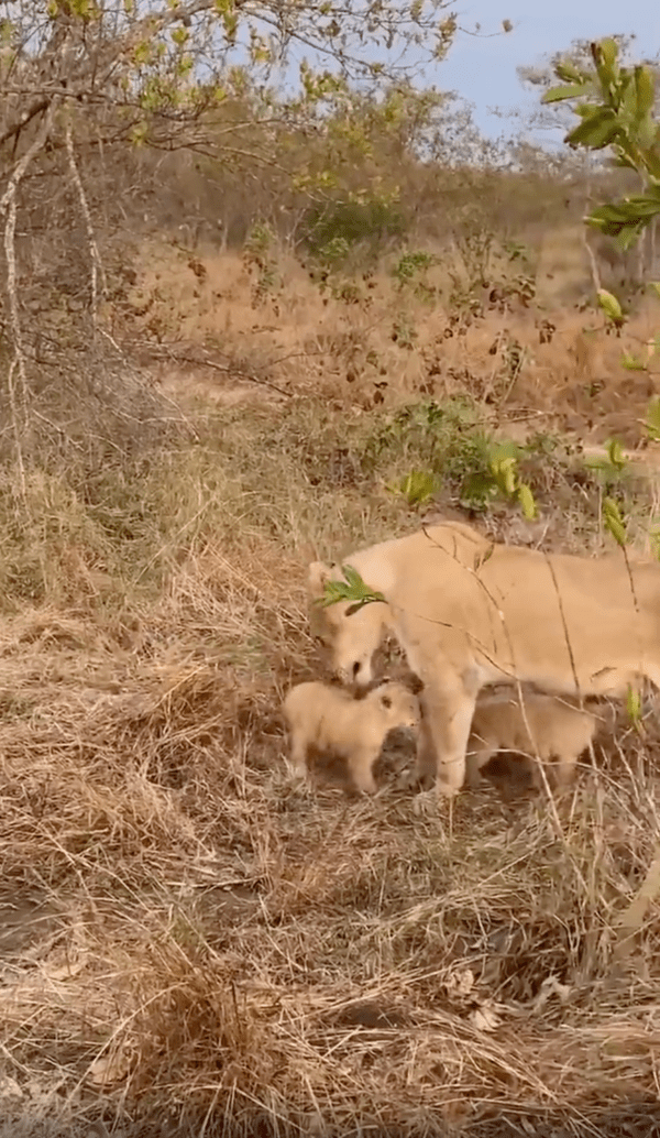 출처 : Reddit / 엄마 사자에게 오는 아기 사자 두 마리