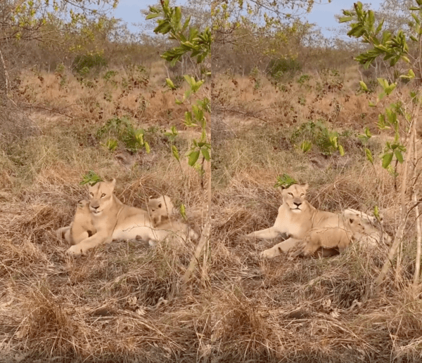 출처 : Reddit / 두 아기 사자를 위해 젖을 물리려는 엄마 사자