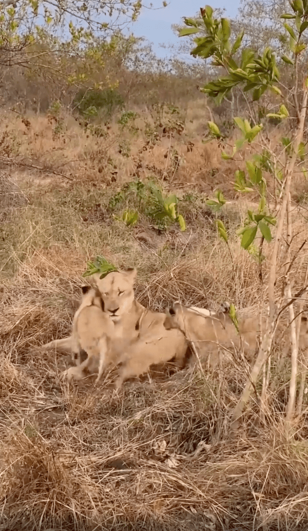 출처 : Reddit / 어디선가 나타난 다른 아기 사자들