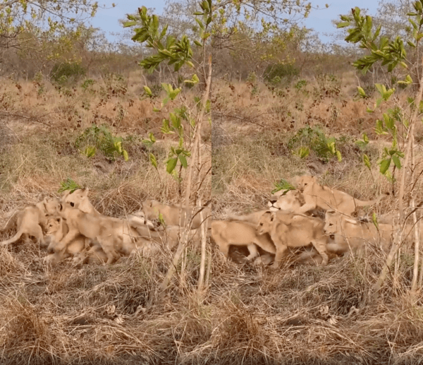 출처 : Reddit / 엄마 사자 주변으로 모여드는 아기 사자들