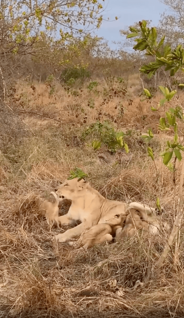 출처 : Reddit / 귀찮지만 다가온 아기 사자를 핥아주는 엄마 사자