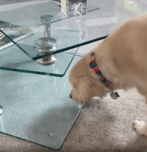 골든 리트리버의 요가 시간, 거실 테이블에서 발견한 유연함