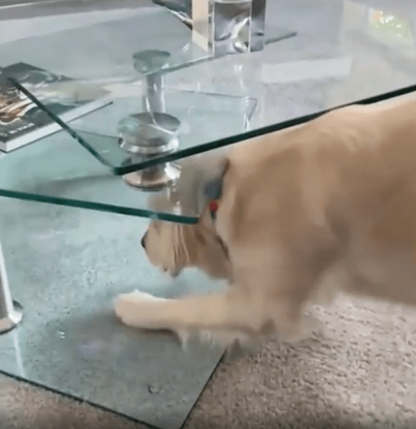 출처 : Reddit / 테이블 사이로 몸을 넣으려는 골든 리트리버