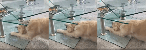 출처 : Reddit / 테이블 사이로 앞발을 뻗어 몸을 쭈욱 뻗는 골든 리트리버