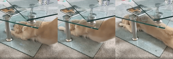 출처 : Reddit / 쭈욱 미끄러져 테이블 사이에 엎드린 골든 리트리버