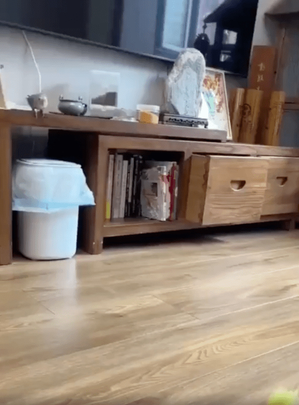 출처 : Reddit / 무언가를 보고 날아오려는 앵무새