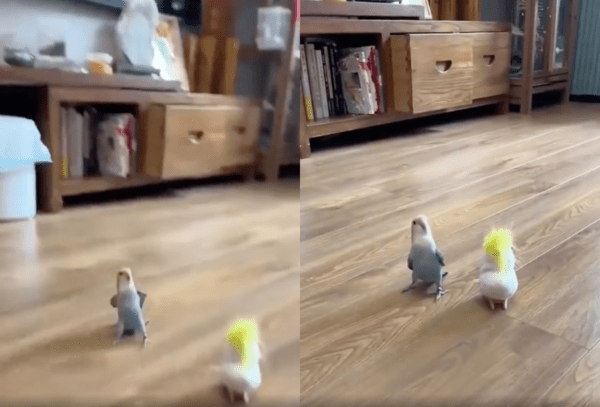 출처 : Reddit / 새 인형을 보고 빠르게 바닥으로 날아온 앵무새