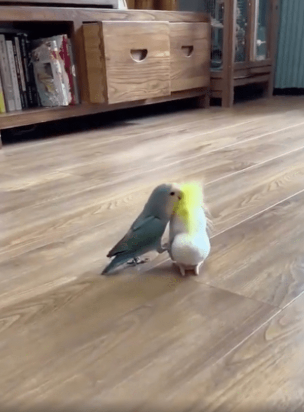 출처 : Reddit / 새 인형의 냄새를 맡는 듯 주변을 돌아보는 앵무새