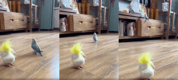 출처 : Reddit / 인형임을 깨닫고 날아가버리는 앵무새