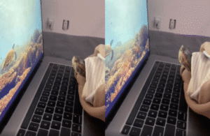 노트북 속 바다 탐험에 빠진 거북이